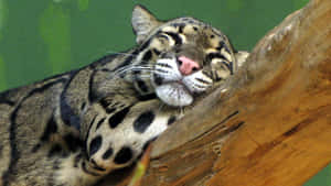 Resting_ Clouded_ Leopard_ Closeup.jpg Wallpaper