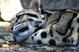 Resting Clouded Leopard.jpg Wallpaper