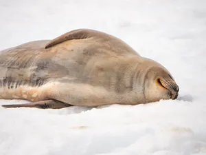 Resting Crabeater Sealon Ice Wallpaper