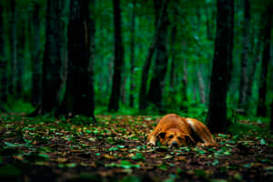 Resting Dogin Green Forest Glow Wallpaper