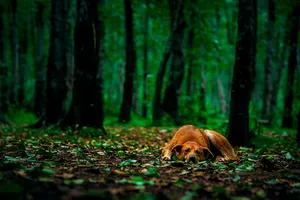 Resting Dogin Green Forest Glow Wallpaper