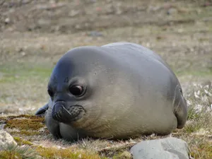 Resting Elephant Seal Pup Wallpaper