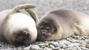 Resting_ Elephant_ Seals_ Relaxation.jpg Wallpaper