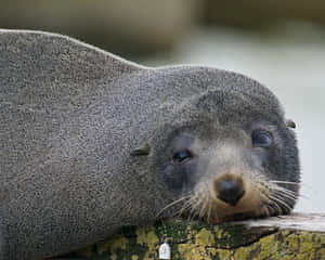 Resting Fur Seal Close Up Wallpaper