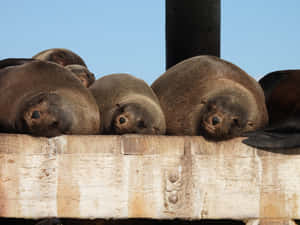 Resting Fur Sealson Dock Wallpaper