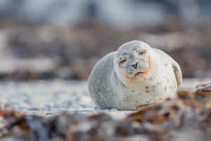 Resting Gray Sealon Beach Wallpaper