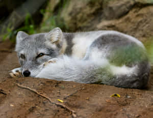 Resting Grey Fox.jpg Wallpaper