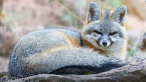 Resting Grey Fox Wallpaper