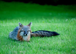 Resting Grey Foxin Grass.jpg Wallpaper