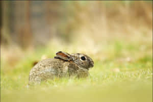 Resting Harein Grass.jpg Wallpaper