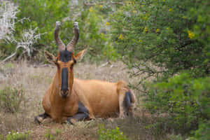 Resting Hartebeestin Savanna.jpg Wallpaper