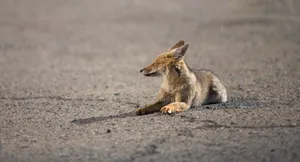 Resting Jackalon Road.jpg Wallpaper