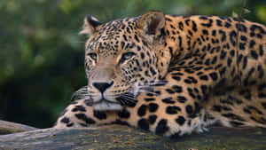 Resting Leopard4 K Wallpaper Wallpaper