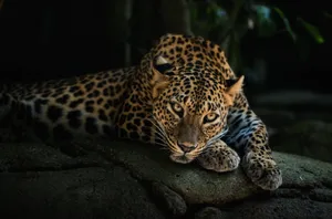 Resting Leopardin Darkness Wallpaper