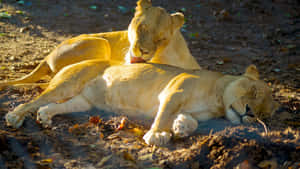 Resting_ Lions_in_ Sunlight Wallpaper