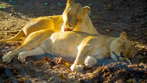 Resting_ Lions_in_ Sunlight Wallpaper