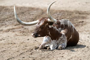 Resting Longhorn Steer.jpg Wallpaper