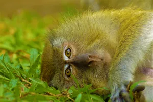 Resting Macaquein Greenery.jpg Wallpaper