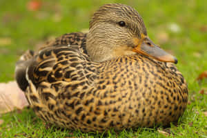 Resting Mallard Duckon Grass Wallpaper