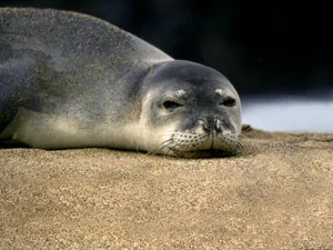 Resting Monk Sealon Sand Wallpaper