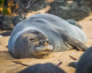 Resting Monk Sealon Sandy Beach Wallpaper