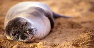 Resting Monk Sealon Sandy Beach Wallpaper