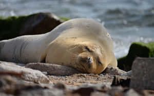 Resting Monk Sealon Shore.jpg Wallpaper