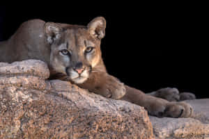 Resting Mountain Lion Portrait Wallpaper