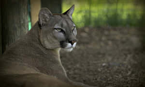 Resting Mountain Lion Shade Wallpaper