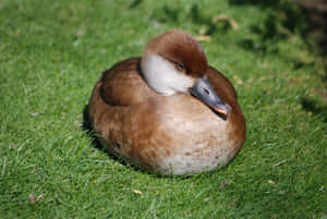 Resting Pochard Duckon Grass.jpg Wallpaper