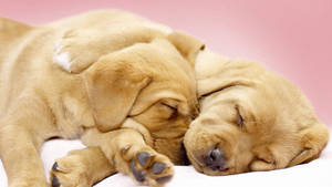 Resting Puppies Wallpaper