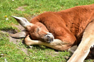 Resting_ Red_ Kangaroo.jpg Wallpaper