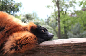 Resting Ruffed Lemur Nature Backdrop Wallpaper