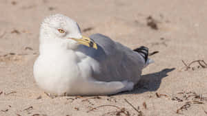 Resting Seagullon Sandy Beach Wallpaper