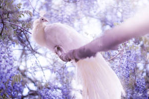 Resting Snow-white Peacock Wallpaper