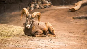 Resting Urial Ram.jpg Wallpaper