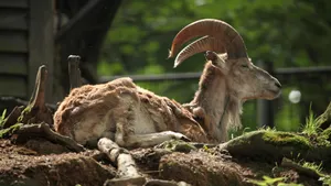 Resting Urial Ramin Natural Habitat.jpg Wallpaper