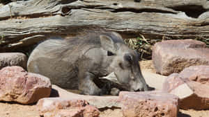 Resting Warthogin Habitat Wallpaper