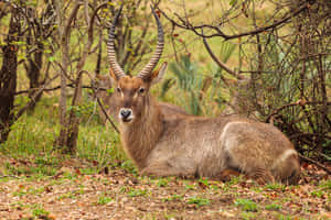 Resting Waterbuckin Natural Habitat.jpg Wallpaper
