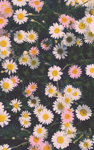 Retro Daisy Field.jpg Wallpaper