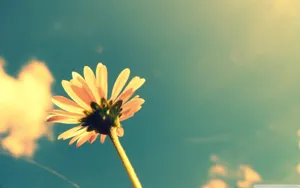 Retro Summer Daisy Sky Wallpaper