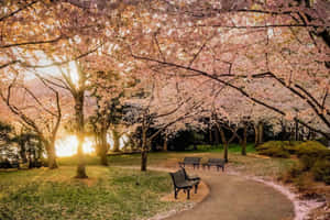 Revitalize With Nature - A Stunning Shot Of A Lush, Tranquil Forest Wallpaper