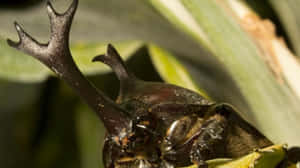 Rhinoceros Beetle Close Up Wallpaper