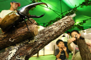 Rhinoceros Beetle Exhibit Wallpaper