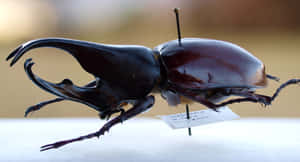 Rhinoceros Beetle Profile Wallpaper