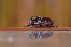 Rhinoceros Beetle Reflection Wallpaper