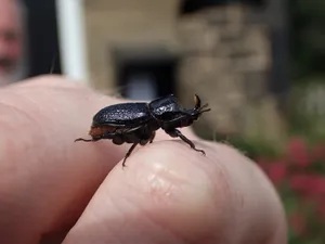 Rhinoceros Beetleon Human Finger Wallpaper