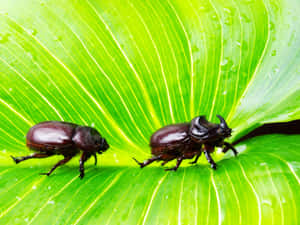 Rhinoceros Beetleson Green Leaf Wallpaper