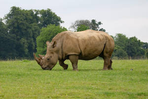 Rhinoceros In Grass Field Wallpaper