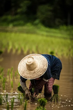 Rice_ Farmer_at_ Work.jpg Wallpaper